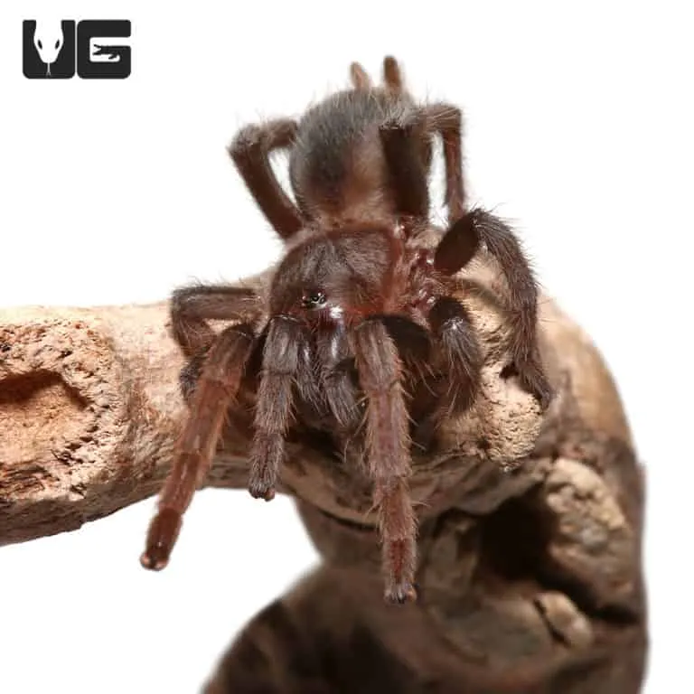 17791 ganjagold tarantula overview