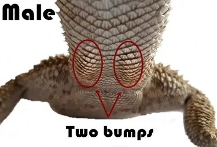 /img/17792-bearded-dragon-diet.webp