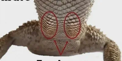 /img/17792-bearded-dragon-diet.webp