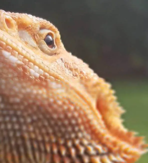 17792 bearded dragon handling