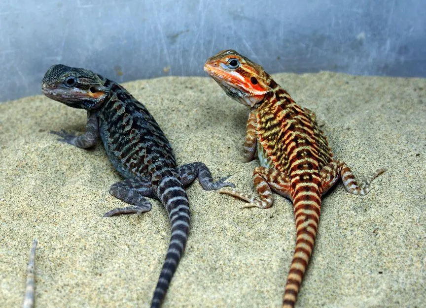17792 bearded dragon size