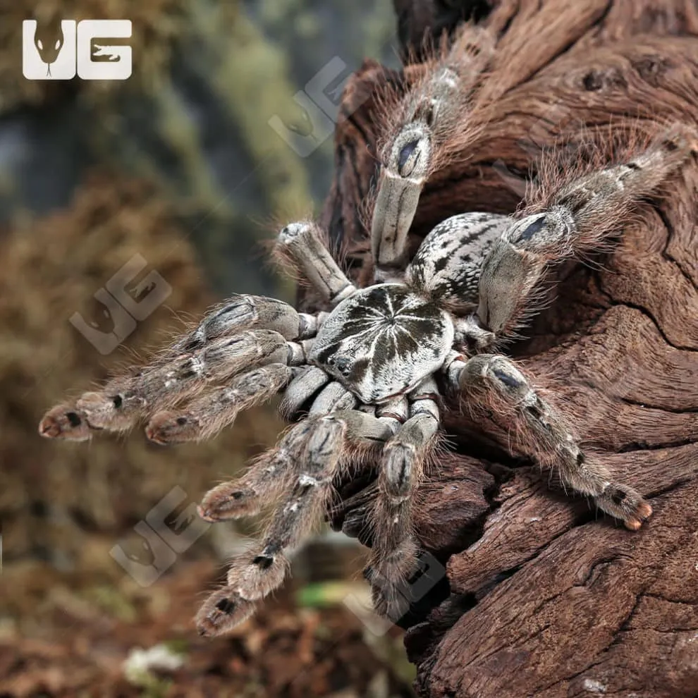 /img/17795-baboon-tarantula-breeding.webp