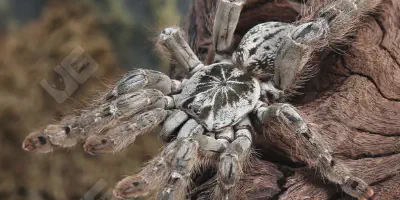 /img/17795-baboon-tarantula-breeding.webp