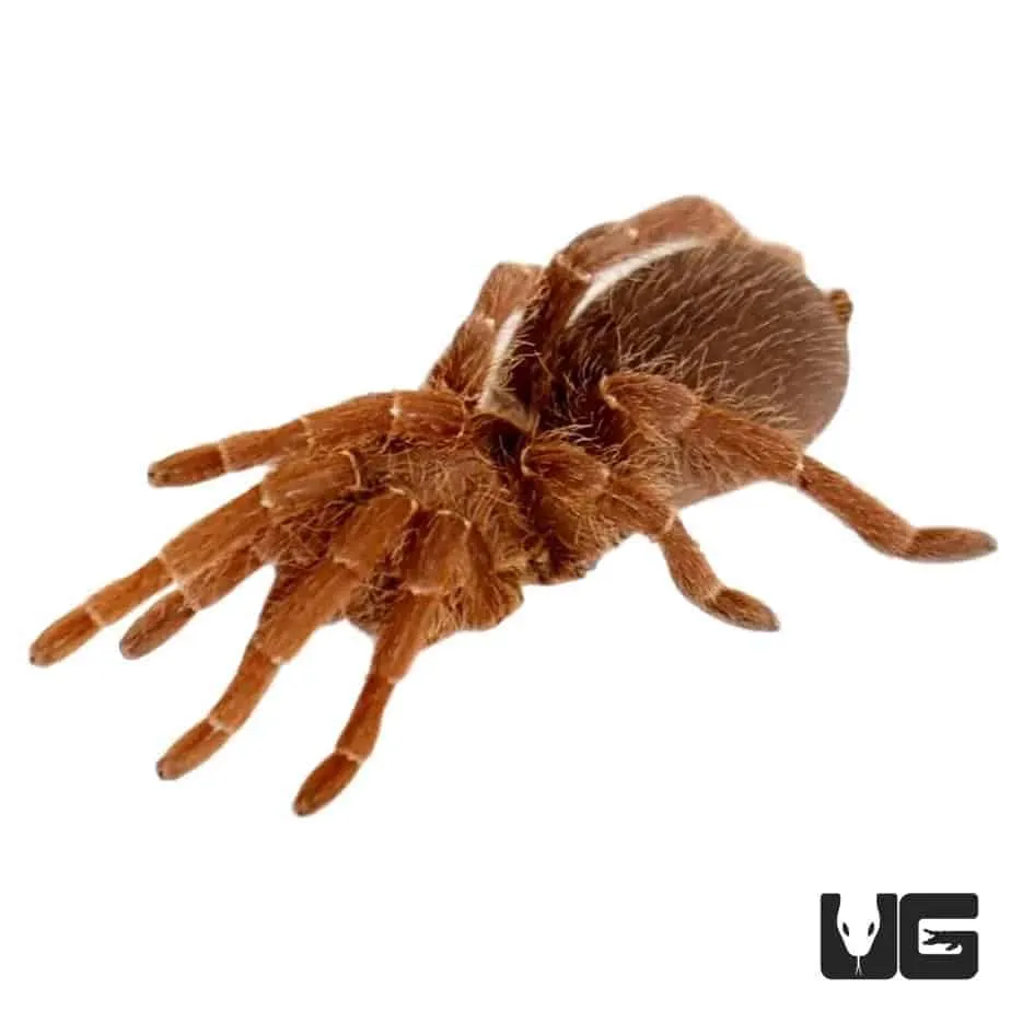 17795 baboon tarantula feeding