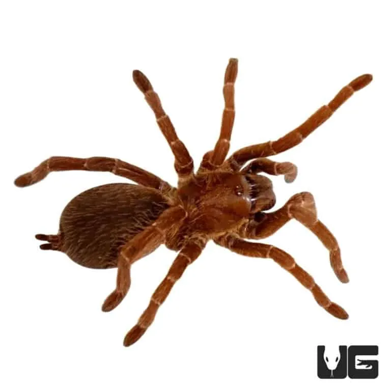 17795 baboon tarantula habitat