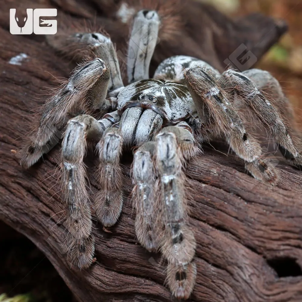 17795 baboon tarantula handling