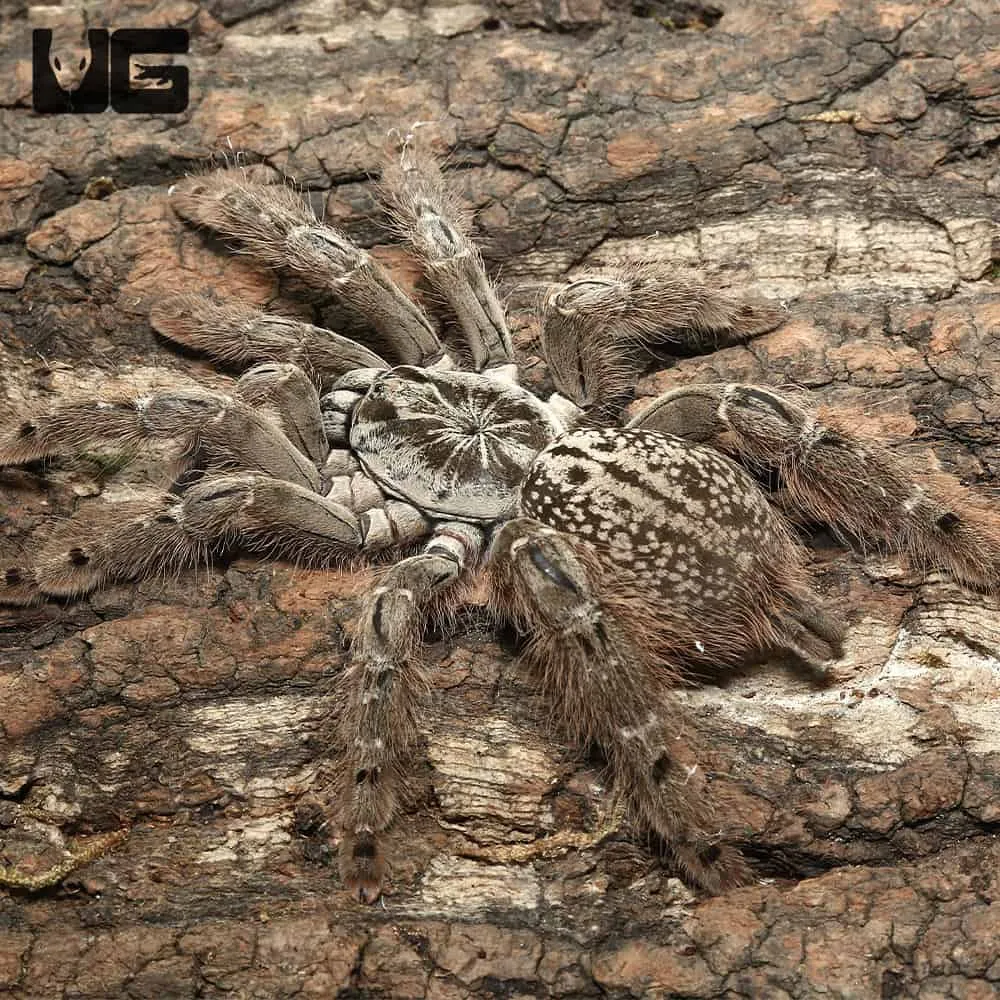 17795 baboon tarantula lifespan
