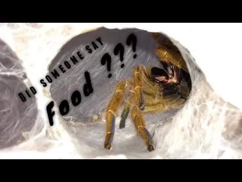 /img/17796-tarantula-owner-saving-tips.webp