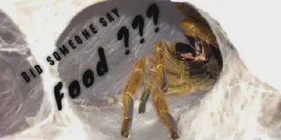 /img/17796-tarantula-owner-saving-tips.webp