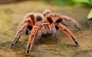17796 tarantula veterinary care
