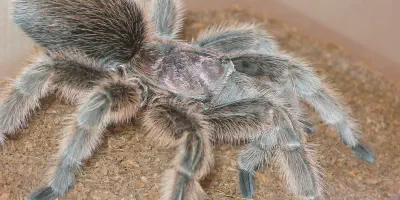/img/17798-feeding-rose-hair-tarantula.webp
