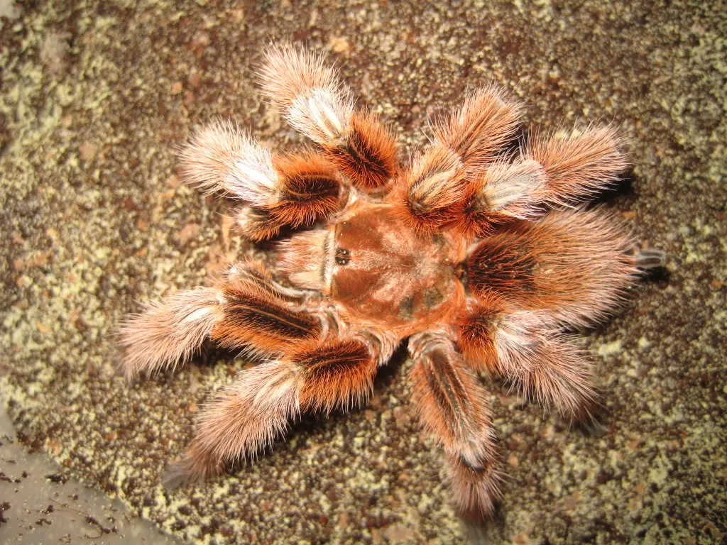17798 rose hair tarantula import guide