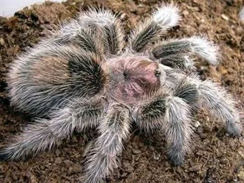 17798 tarantula import permits