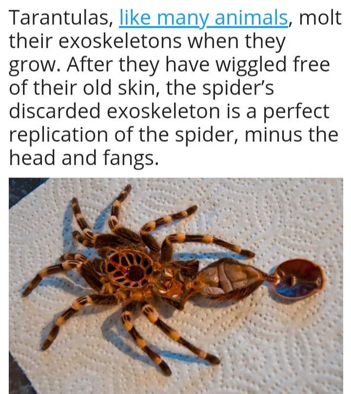 17800 tarantula exoskeleton