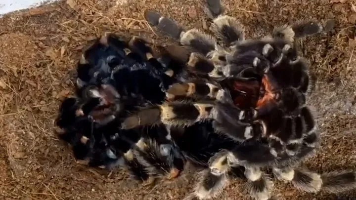 17800 tarantula molting on back