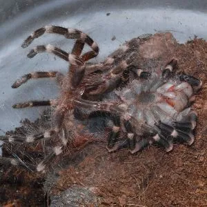 17800 tarantula molting prep