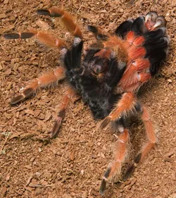17800 tarantula molting process
