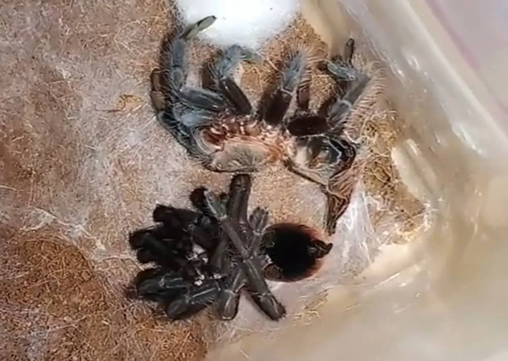 17800 tarantula new appearance