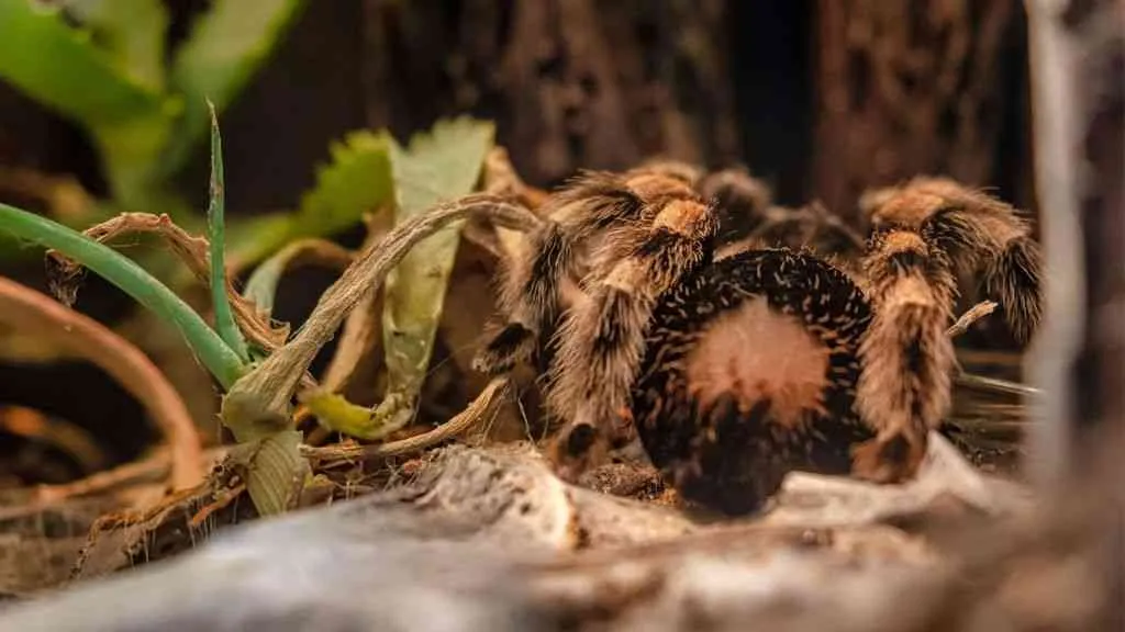 /img/17800-tarantula-safe-enclosure.webp
