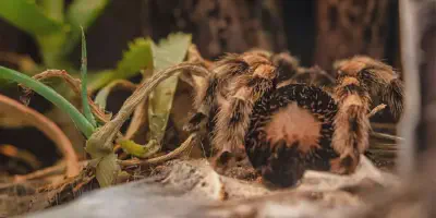 /img/17800-tarantula-safe-enclosure.webp