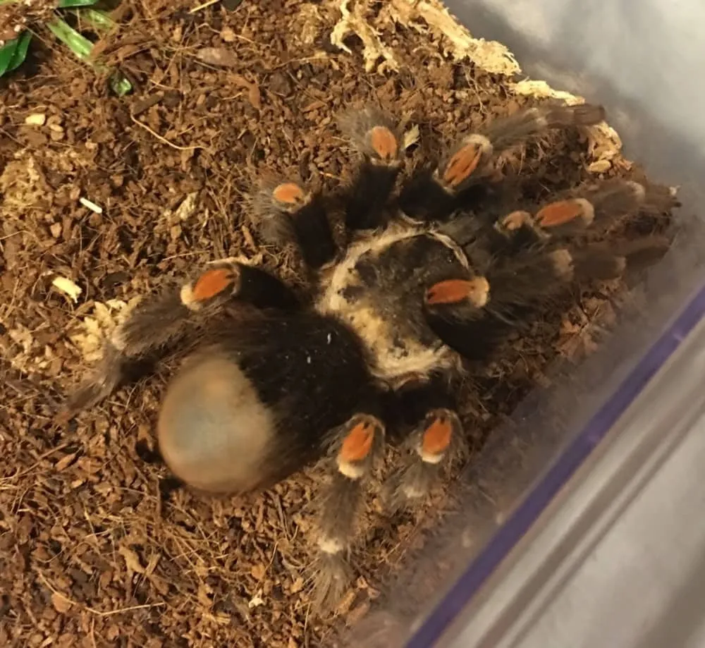 17800 tarantula soft exoskeleton