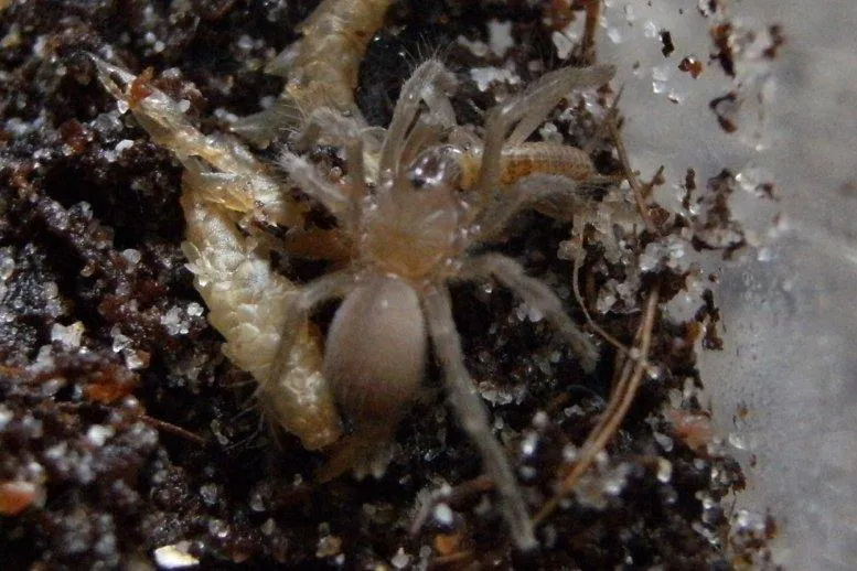 17801 meridionalis tarantula feeding 3