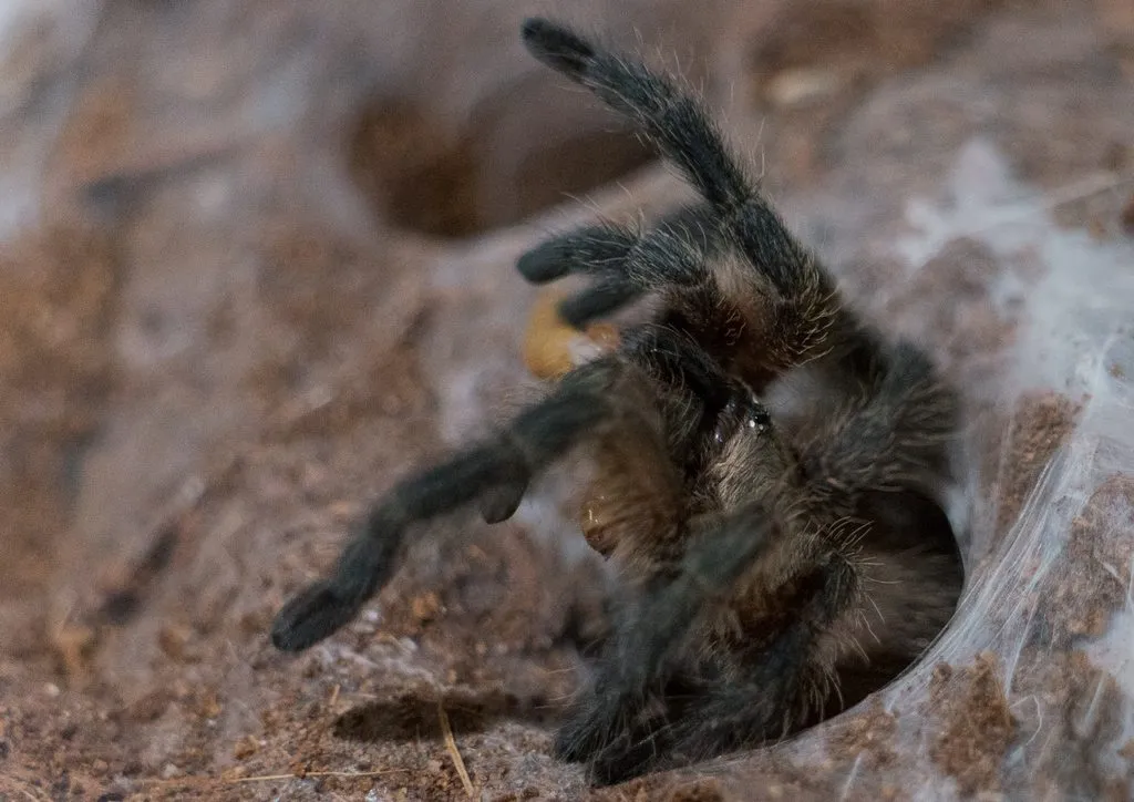 17801 meridionalis tarantula feeding 4