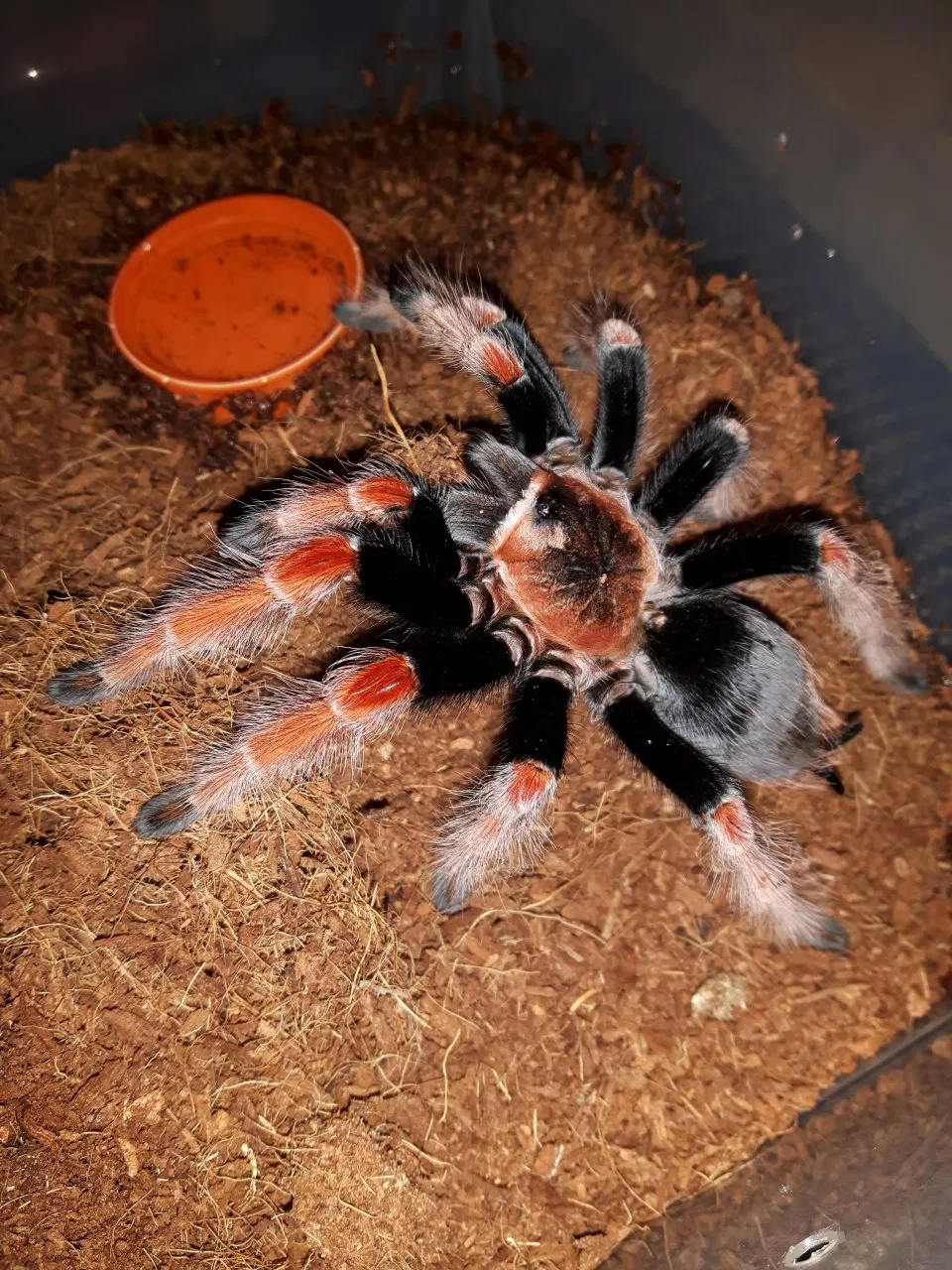 17801 meridionalis tarantula feeding 5