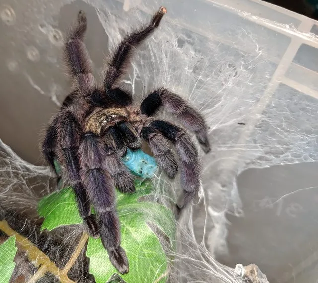 17801 meridionalis tarantula feeding 6