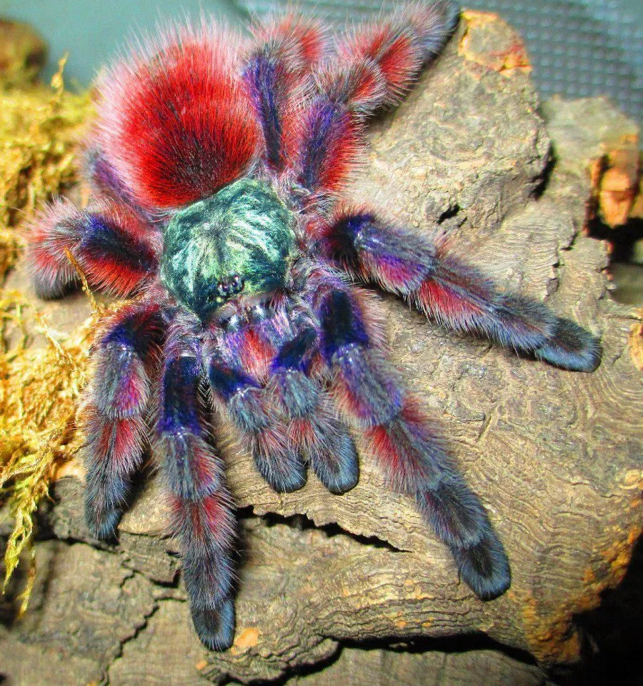 17802 sazima blue tarantula feeding