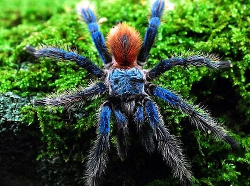 17802 sazima blue tarantula handling