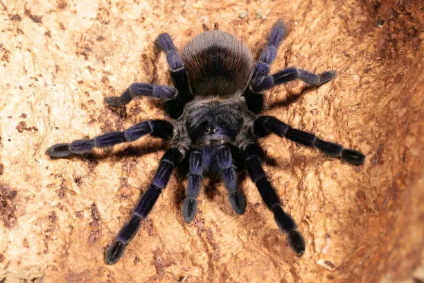 /img/17802-sazima-blue-tarantula-health.webp
