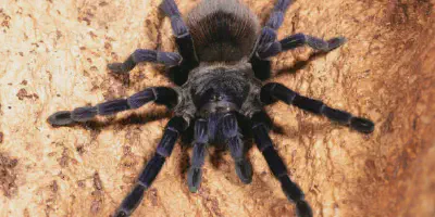 /img/17802-sazima-blue-tarantula-health.webp