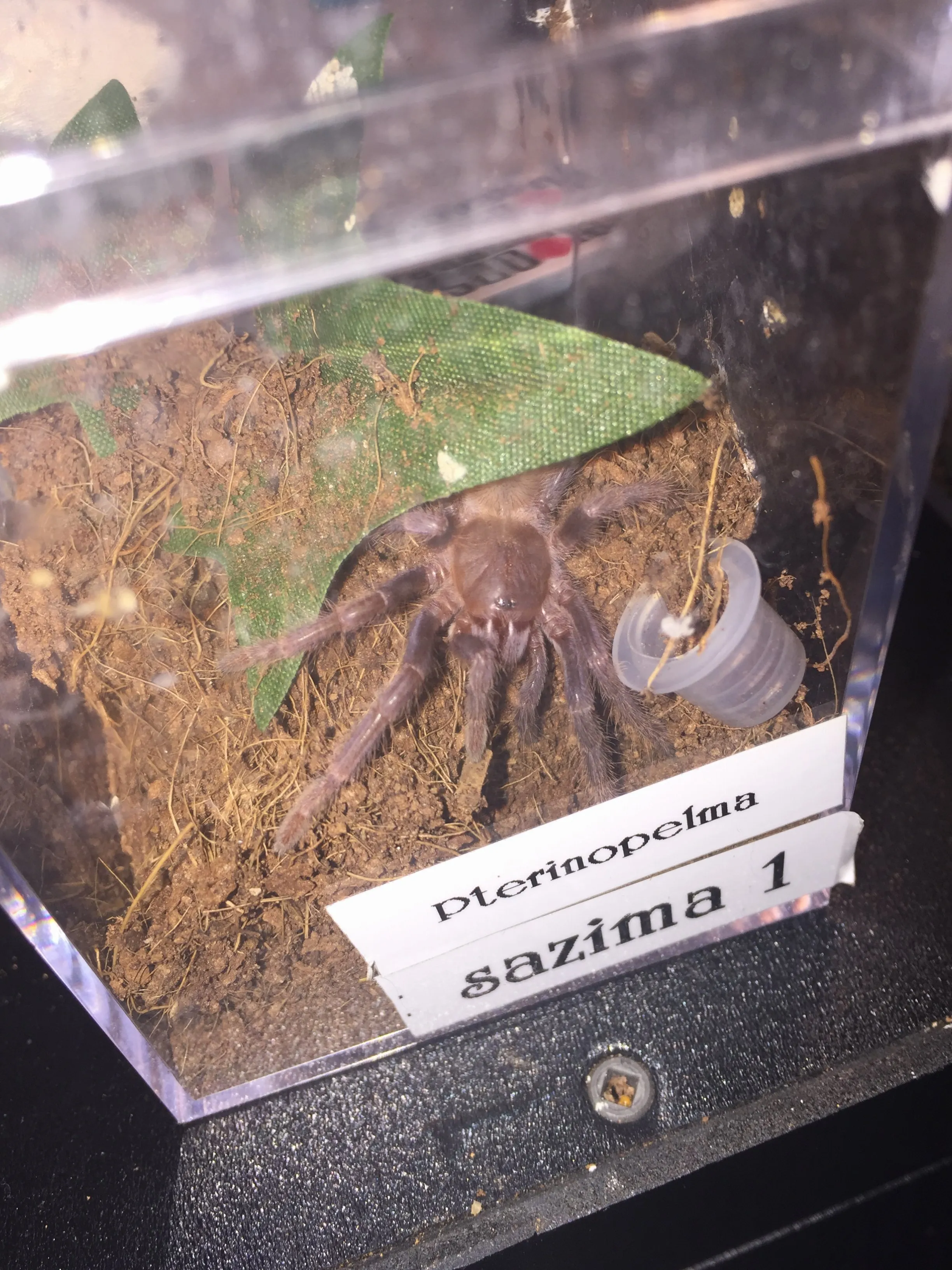 17802 sazima blue tarantula sale 1