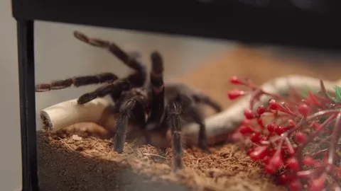 17802 sazima blue tarantula sale 2