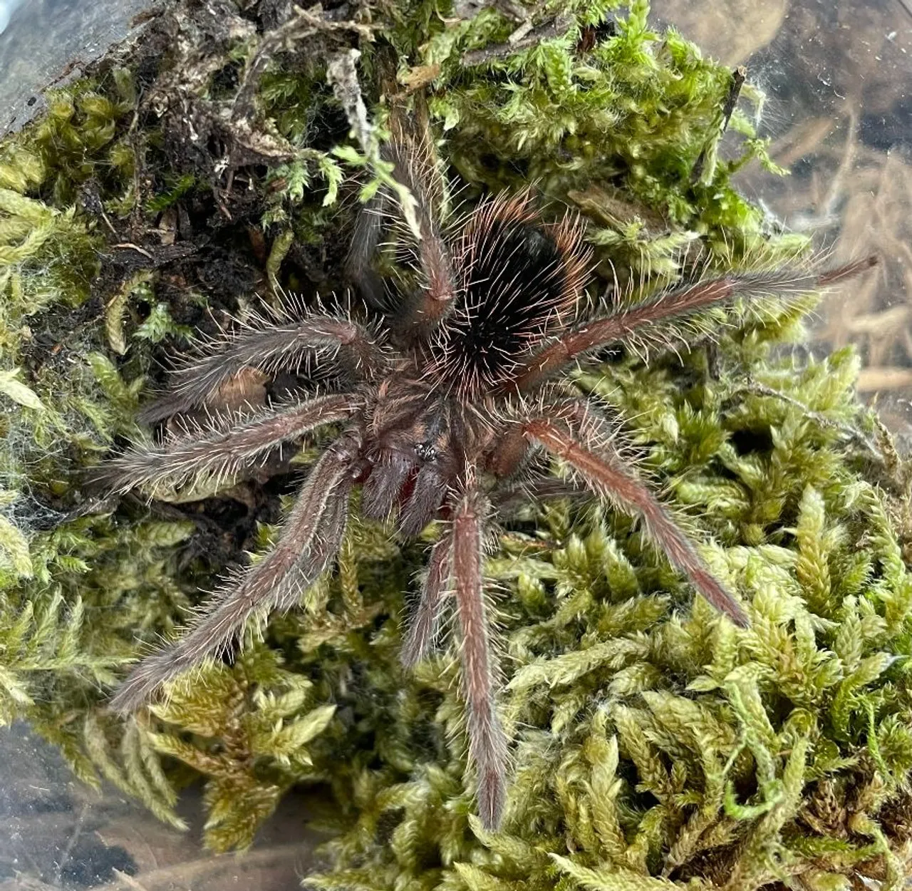 17802 sazima blue tarantula substrate