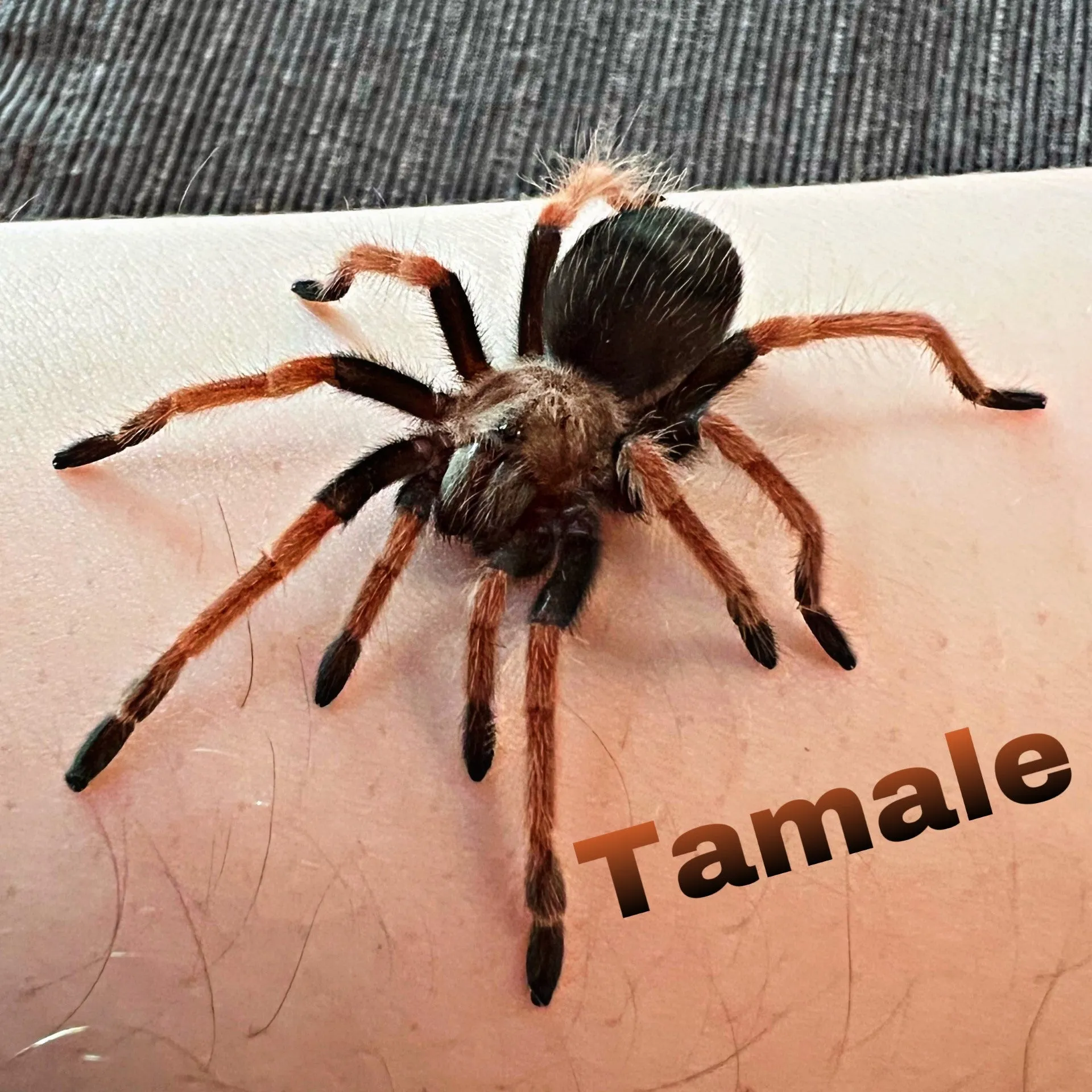 17803 mexican fireleg tarantula health