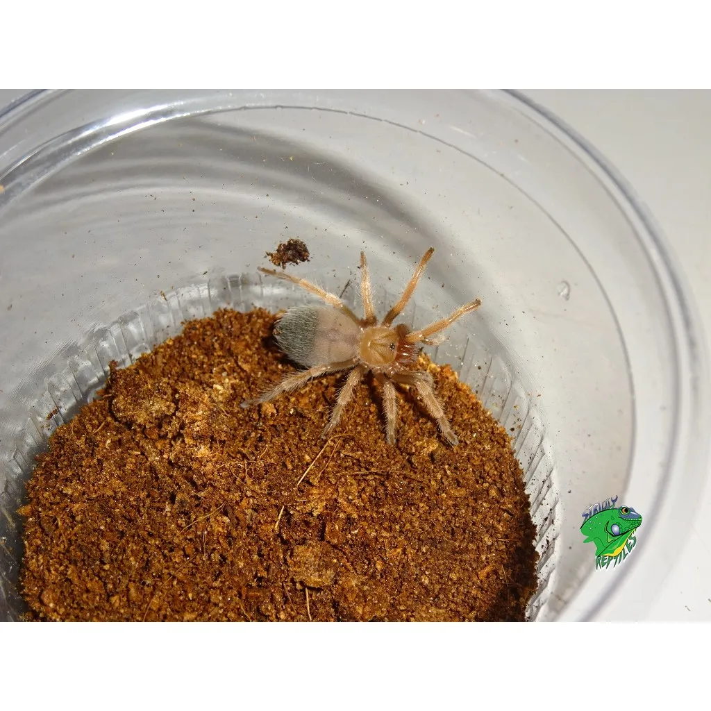 17803 mexican fireleg tarantula seller