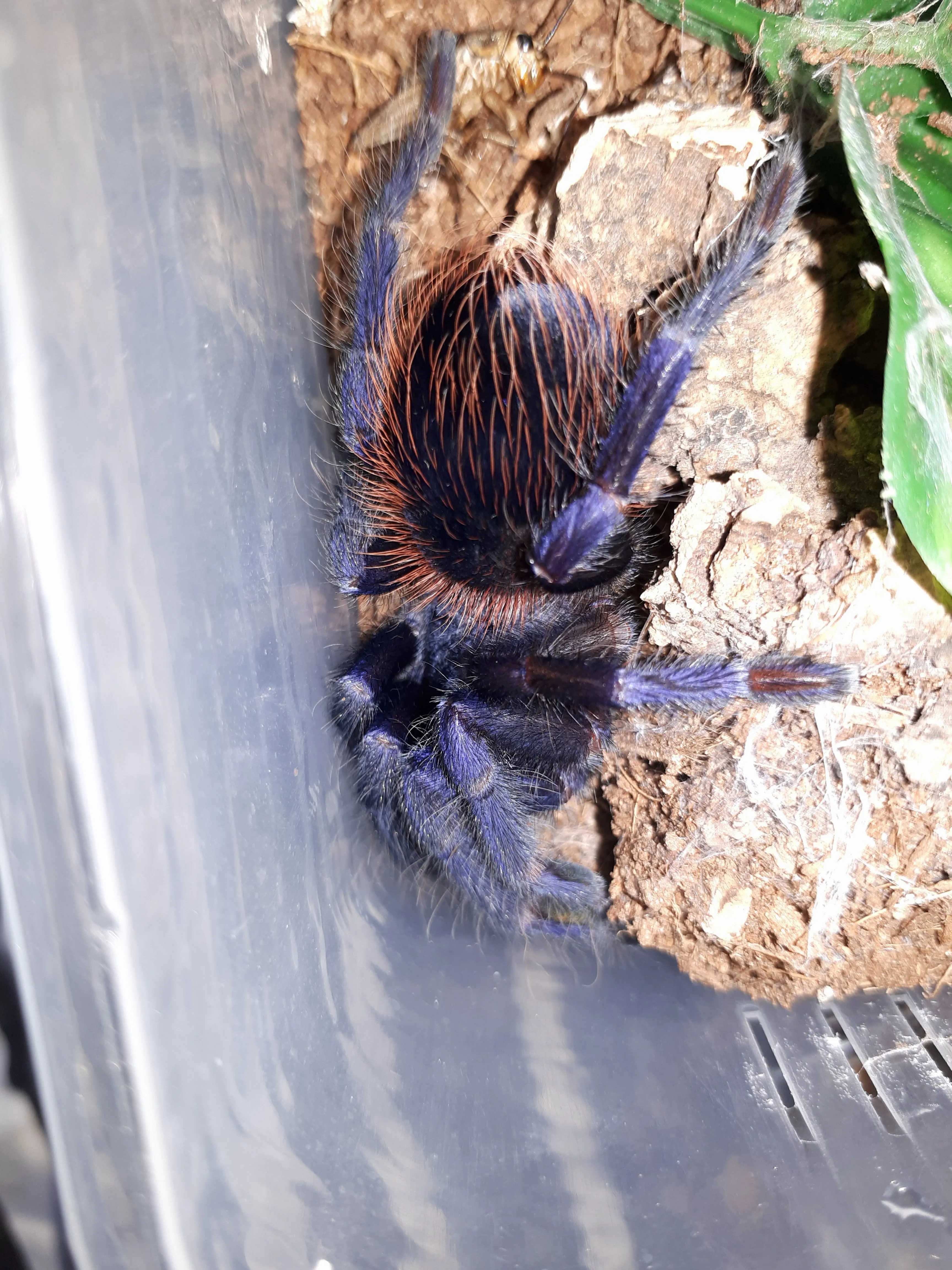 17805 sazimai blue tarantula close up