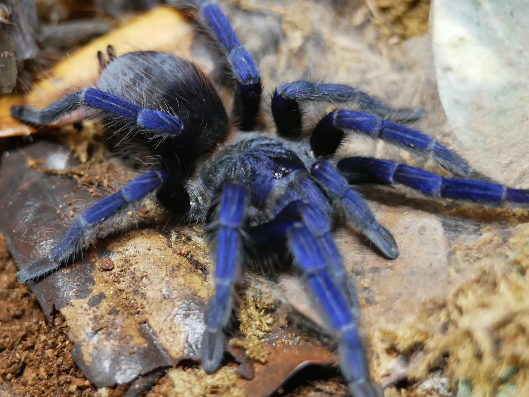 /img/17805-sazimai-blue-tarantula-egg-sac.webp