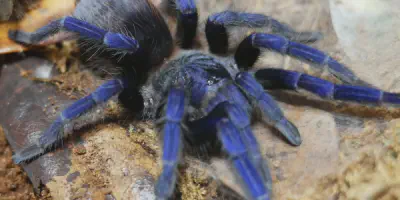/img/17805-sazimai-blue-tarantula-egg-sac.webp