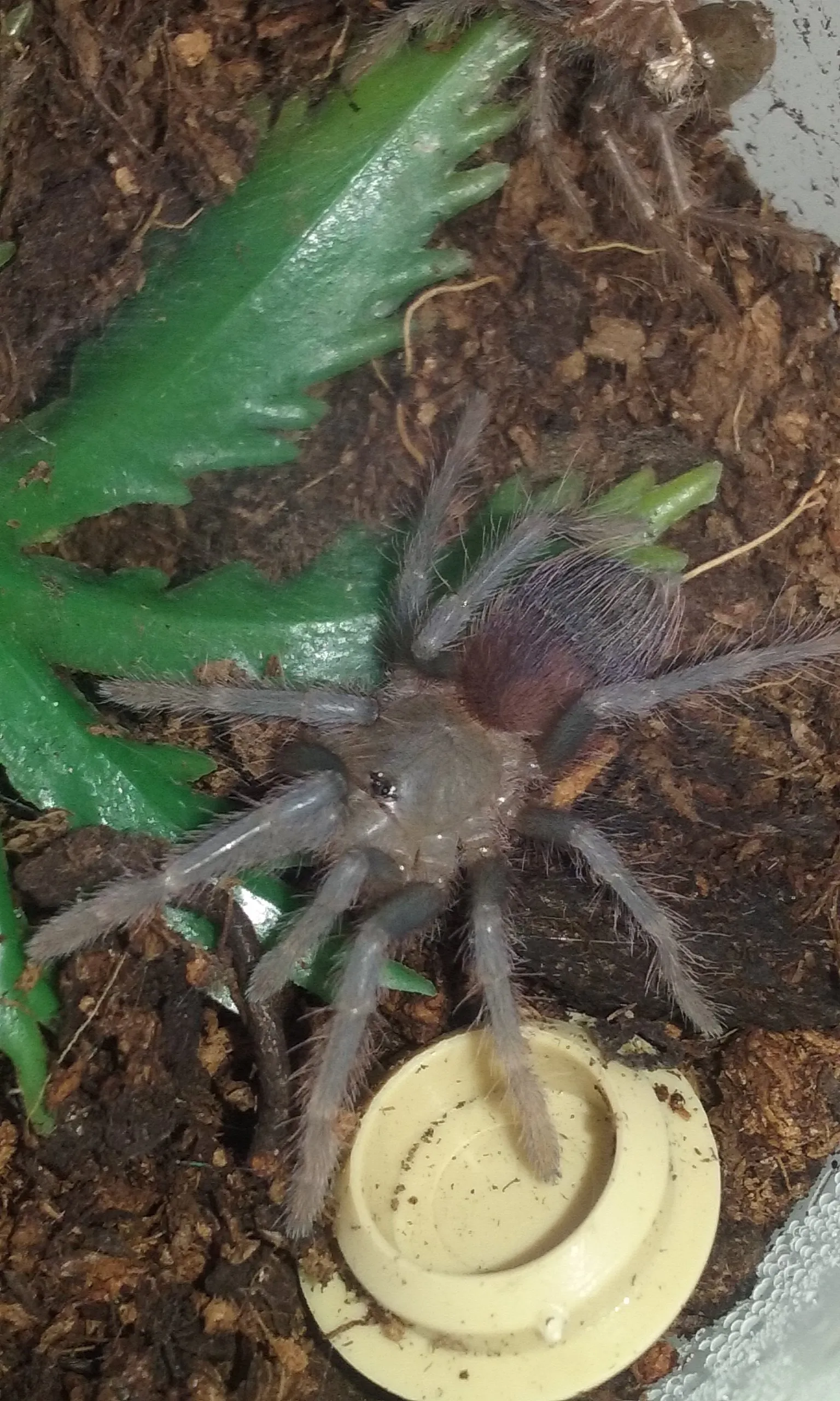 17805 sazimai blue tarantula enclosure