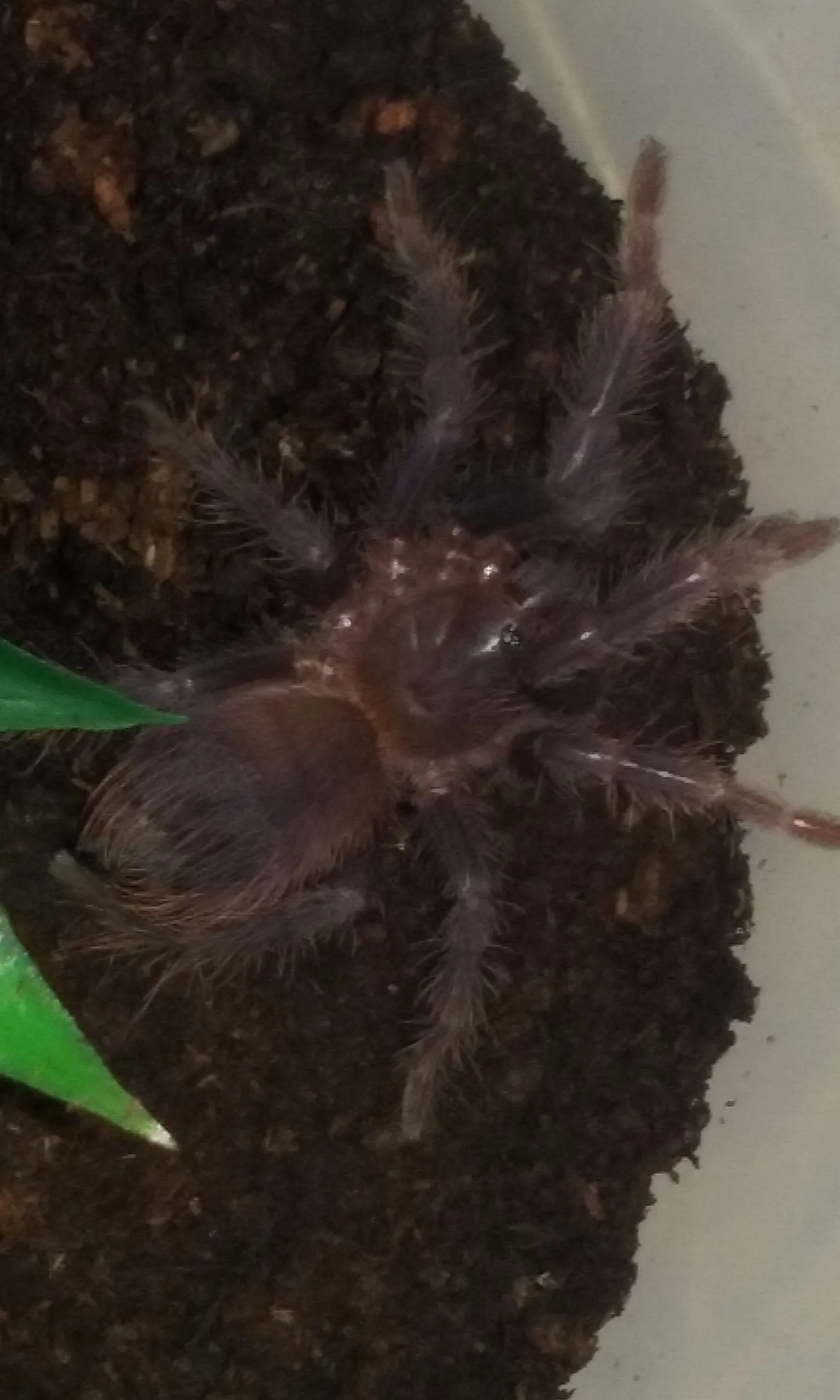 17805 sazimai blue tarantula feeding