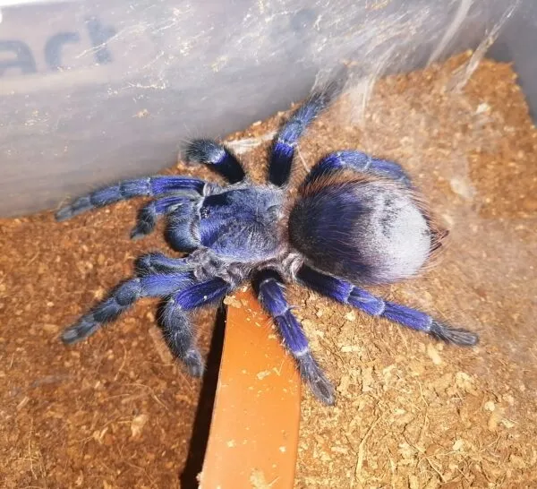 17805 sazimai blue tarantula handling