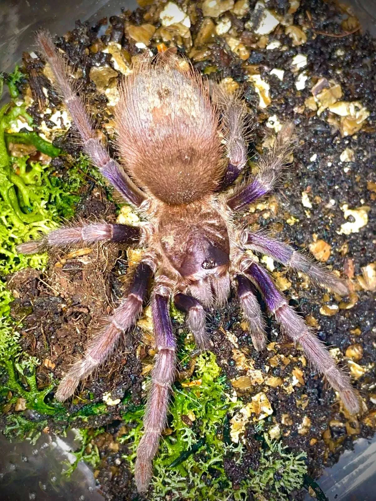 17805 sazimai blue tarantula in habitat