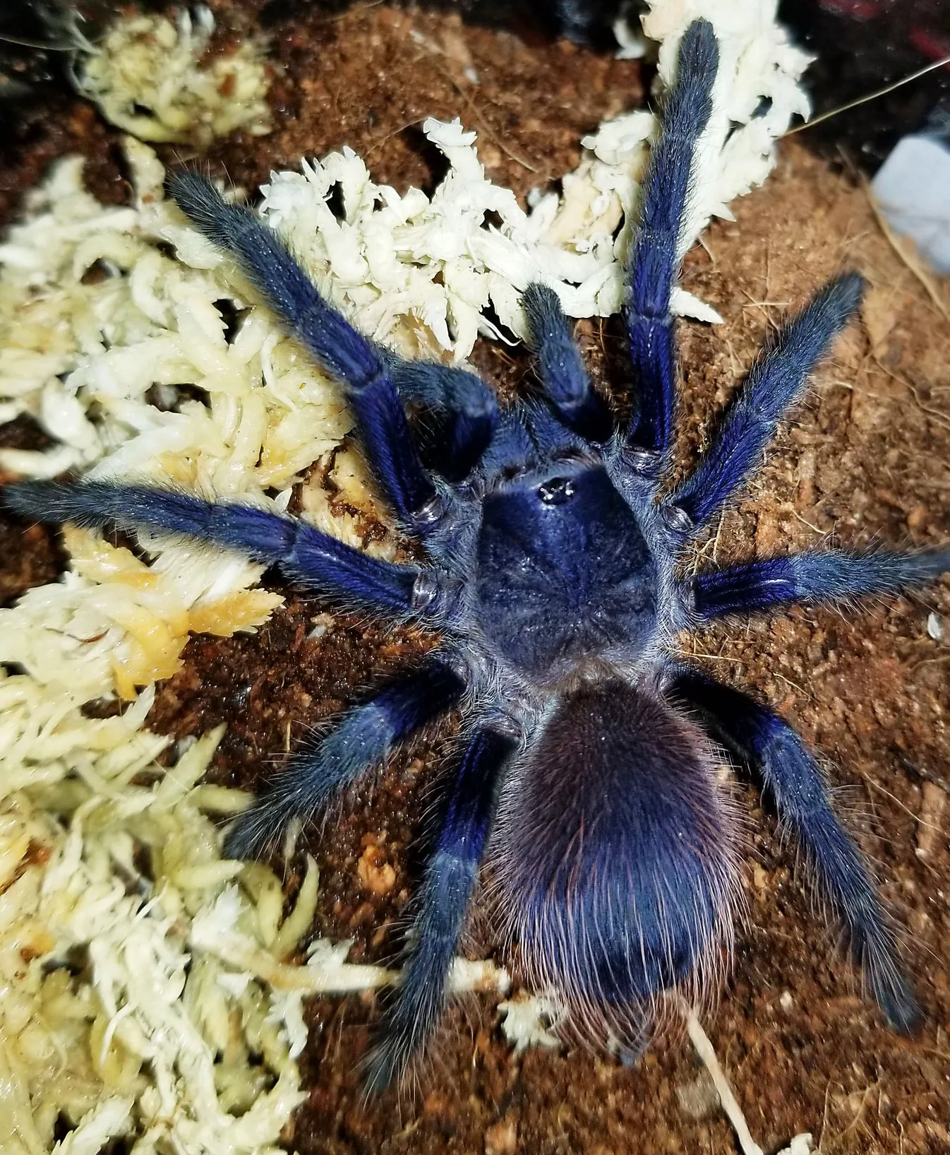 17805 sazimai blue tarantula molting