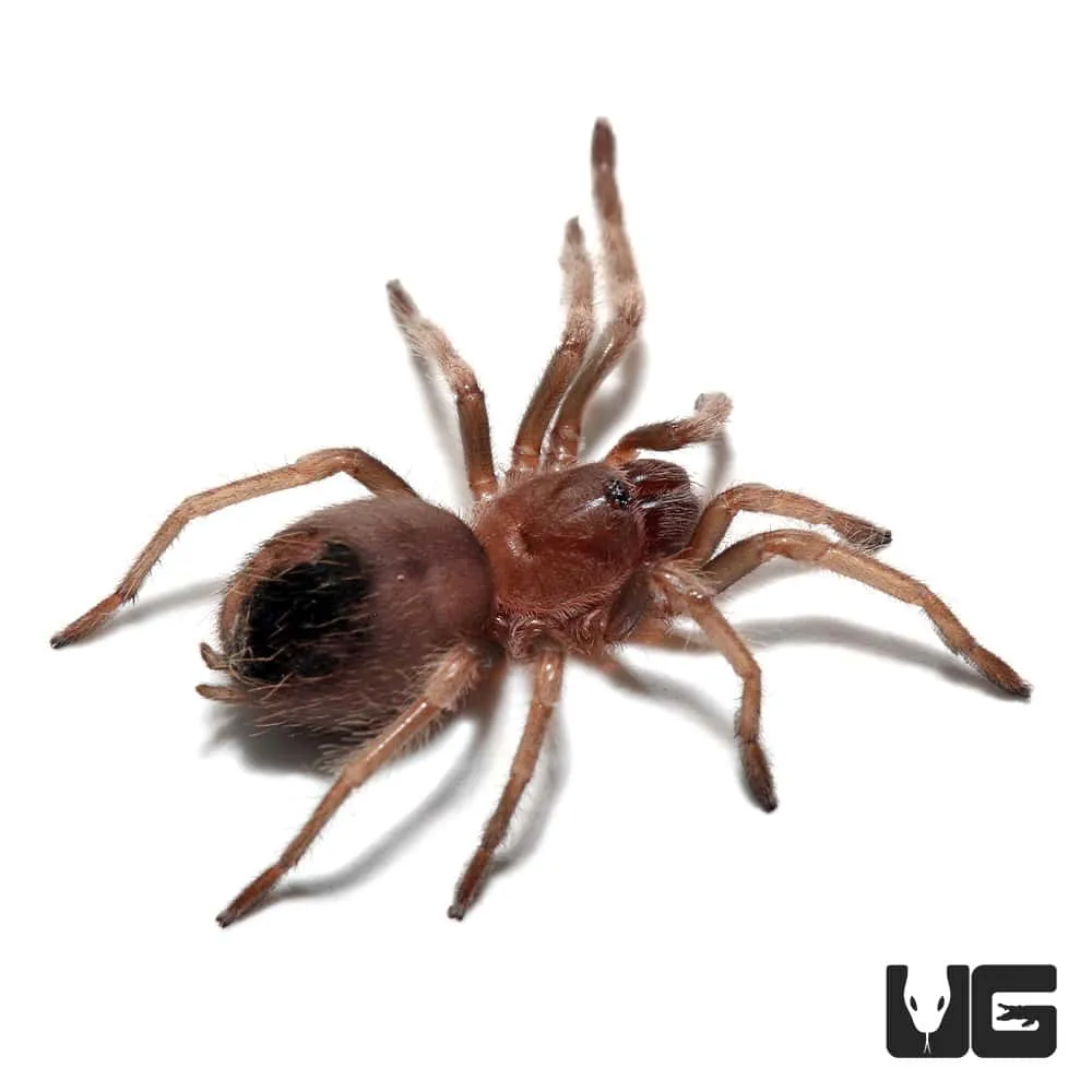 17806 tarantula breeder certification