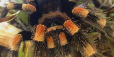 /img/17806-tarantula-care-guide.webp