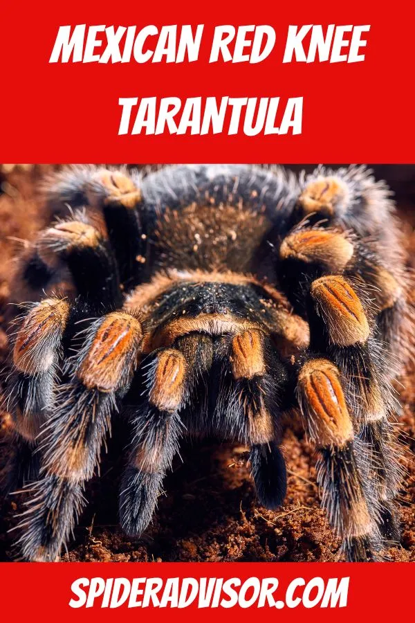 17806 tarantula shipping box