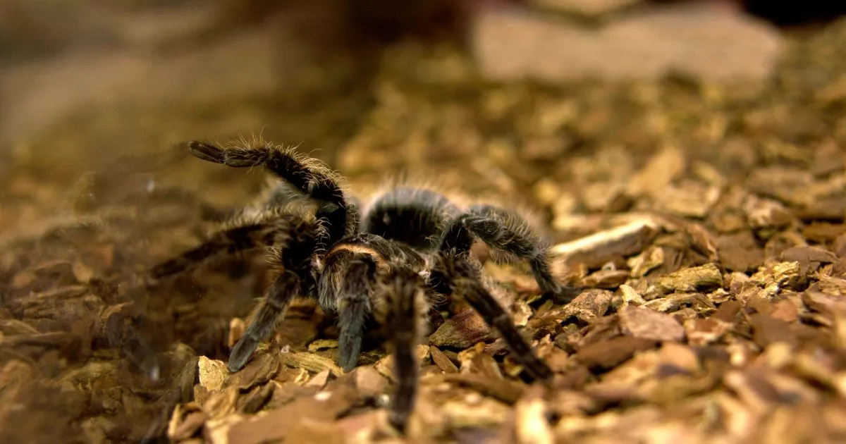 17807 glass tarantula enclosure